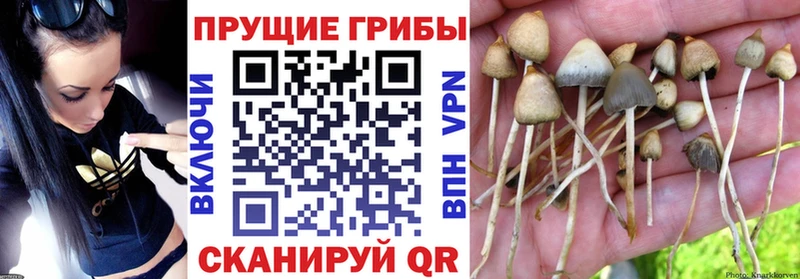 Псилоцибиновые грибы ЛСД  Рыбное 